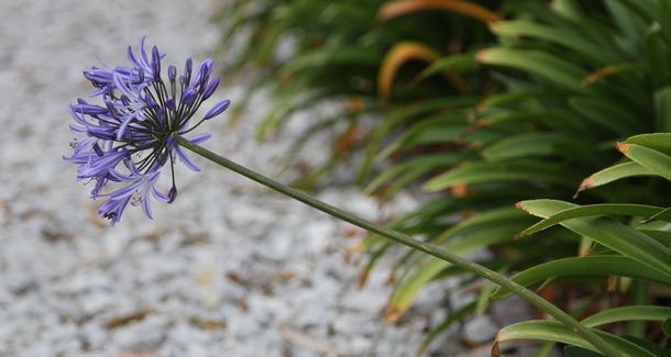 Agapanthus_Flower_and_Leaves